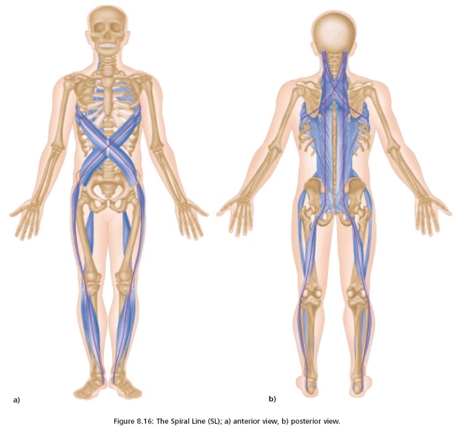 A graphic of a human body showing fascial lines that travel throughout the entire body